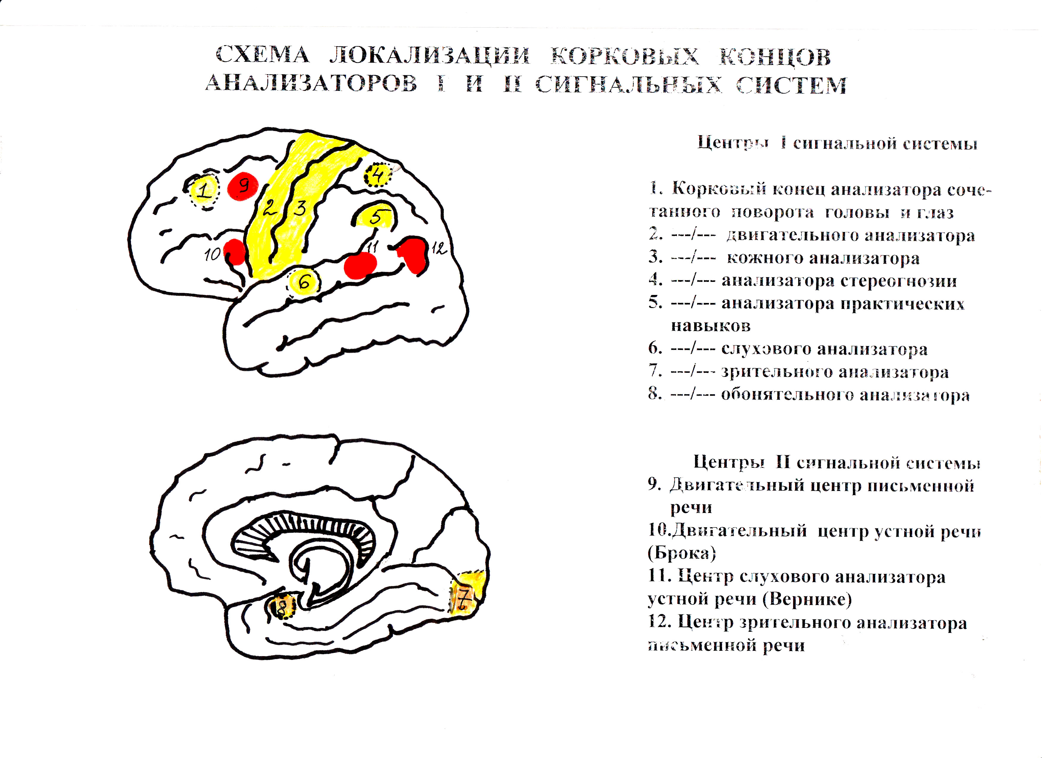 Вторая система. Локализация корковых центров 1 и 2 сигнальных систем. Корковые центры 1 сигнальной системы. Центры первой и второй сигнальных систем анатомия. Локализация центров второй сигнальной системы.